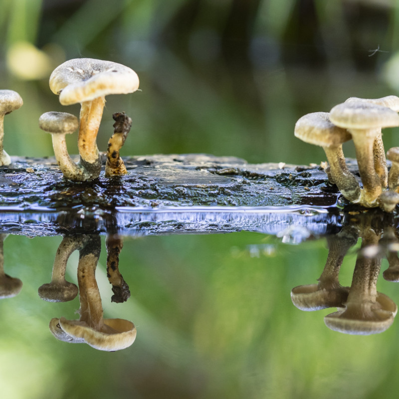 Paddenstoelen - Marco Renes
