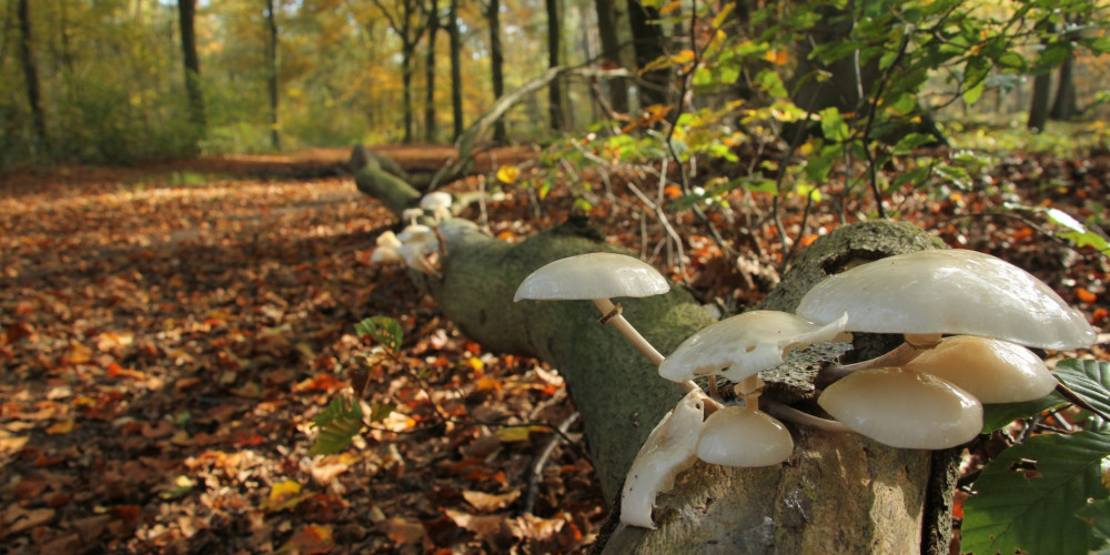 Paddenstoelen in het bos