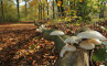 Paddenstoelen in het bos