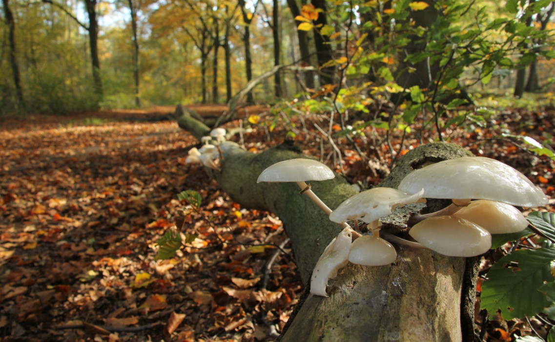Paddenstoelen in het bos