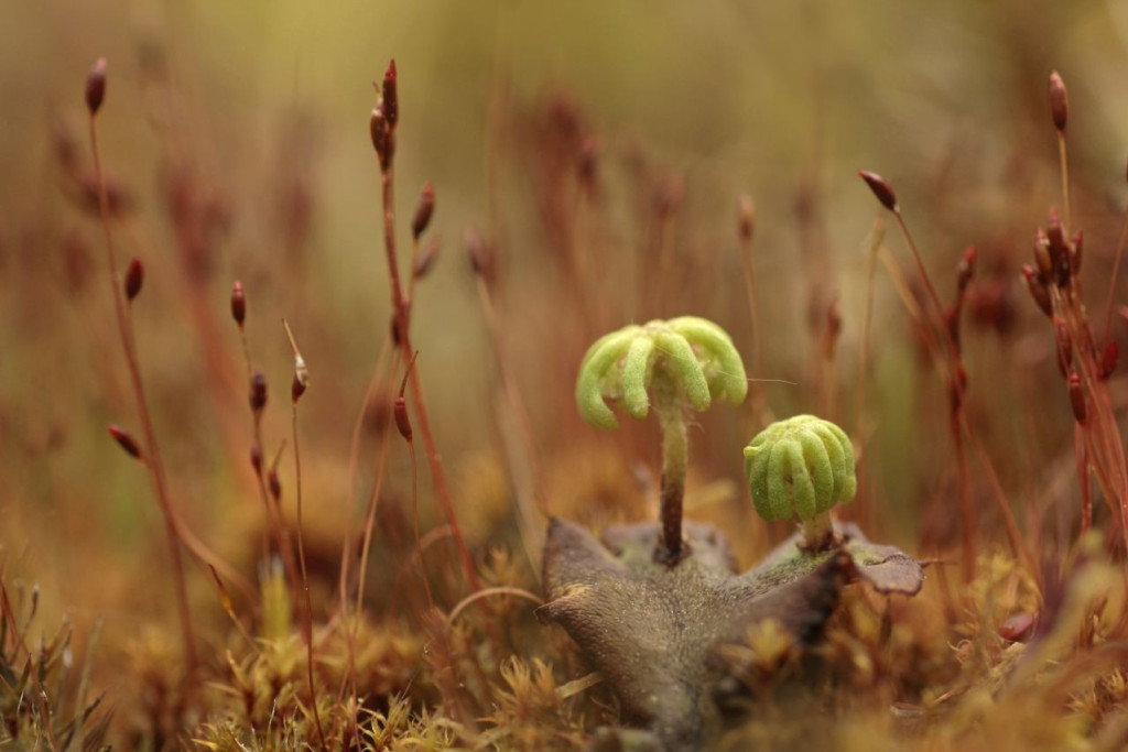 Parapluutjesmos - Els Branderhorst - Buiten beeld