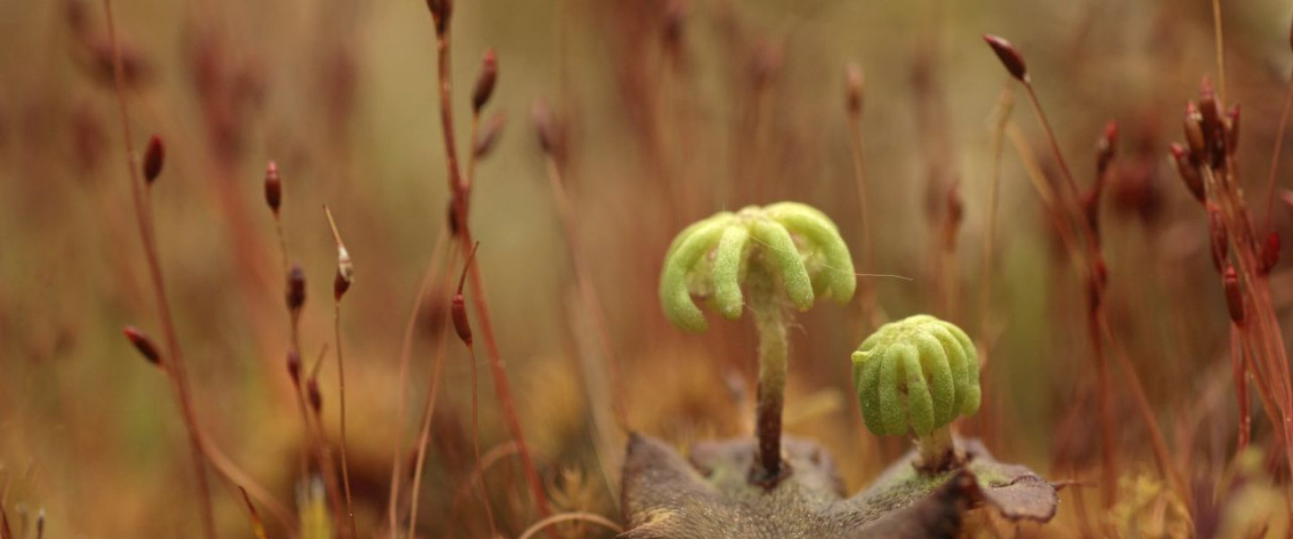 Parapluutjesmos - Els Branderhorst - Buiten beeld
