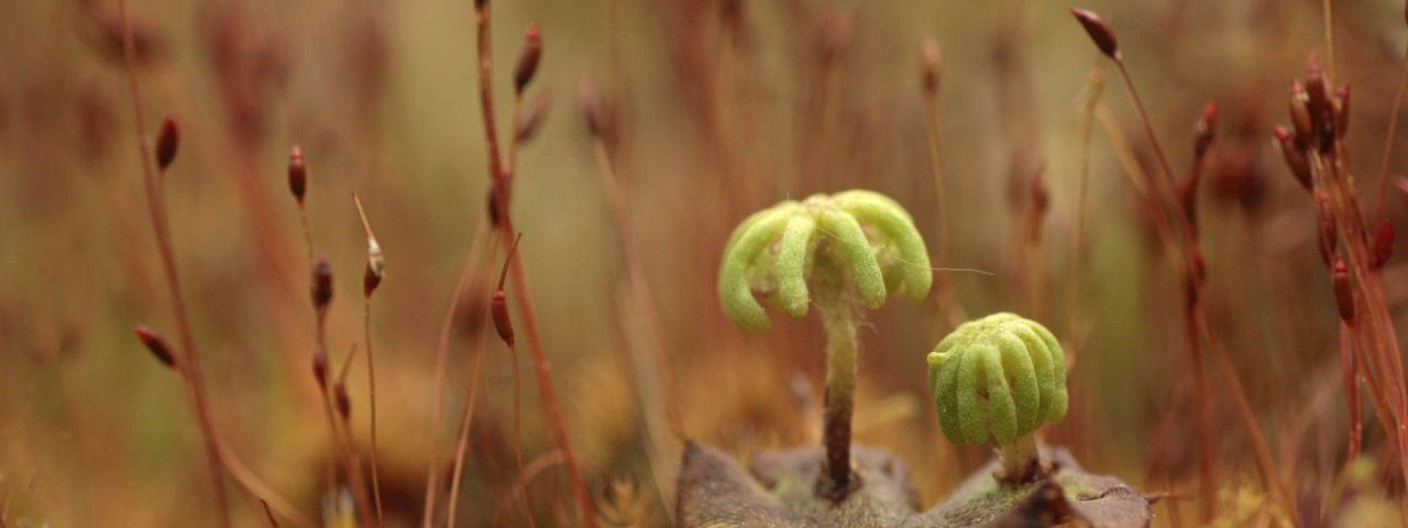 Parapluutjesmos - Els Branderhorst - Buiten beeld