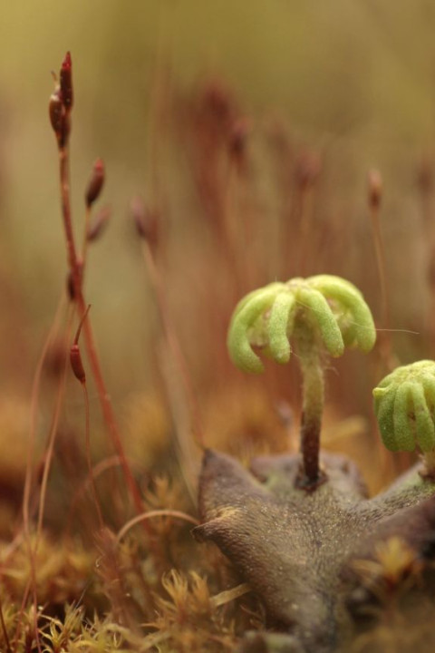 Parapluutjesmos - Els Branderhorst - Buiten beeld