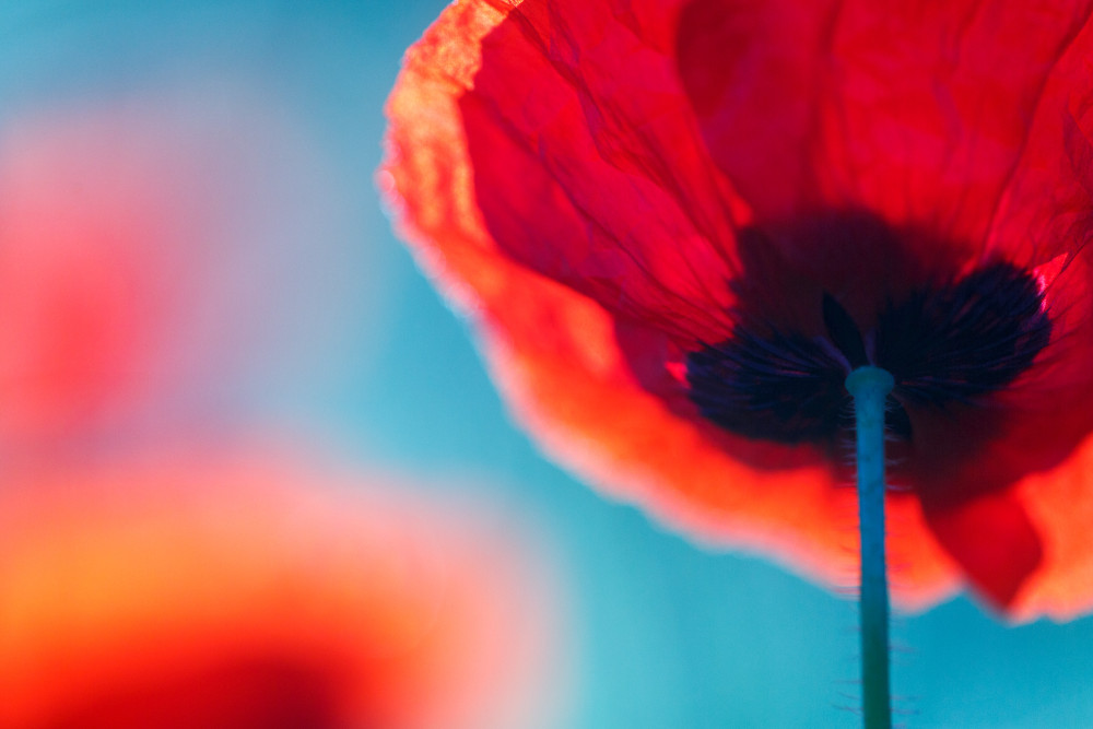 Detail klaproos - Marijn Heuts