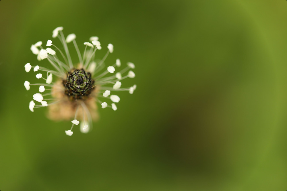 Smalle weegbree bloem - Roel Diepstraten