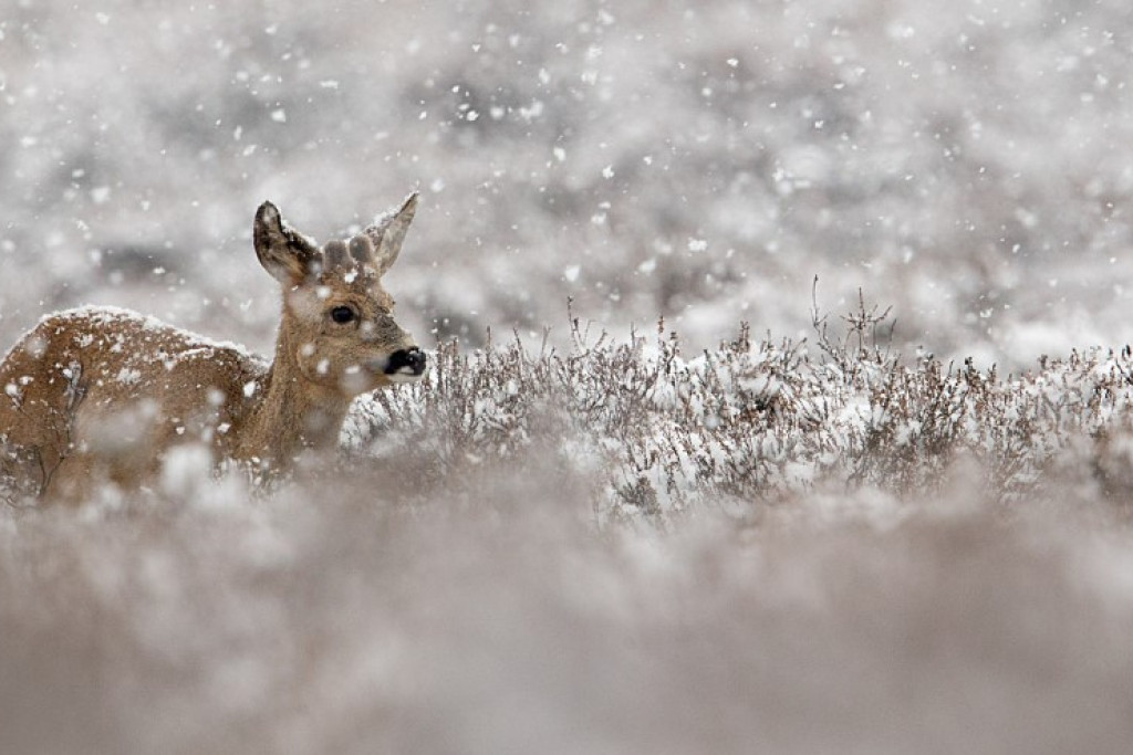 Ree in de sneeuw