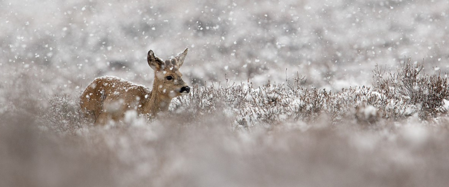Ree in de sneeuw