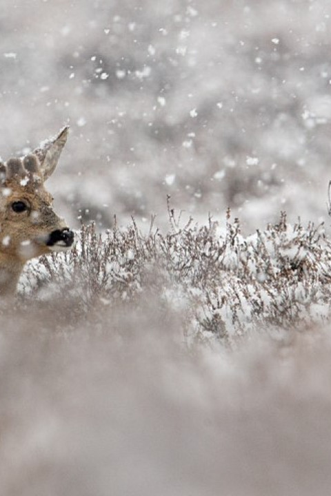 Ree in de sneeuw