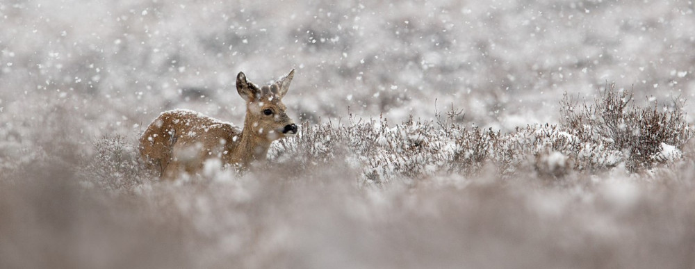 Ree in de sneeuw