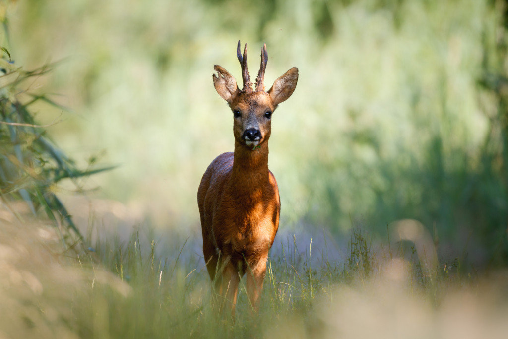 Reebok - Fotograaf Marijn Heuts