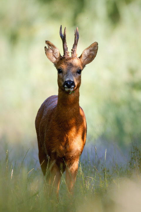 Reebok - Fotograaf Marijn Heuts