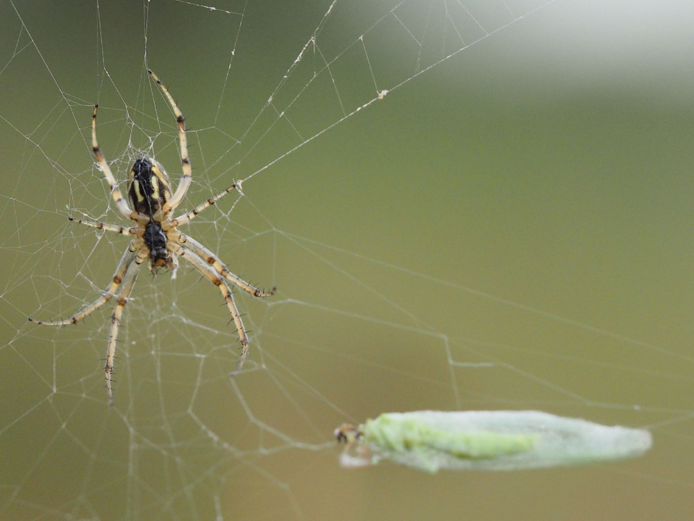 Spin in web - Marco Renes