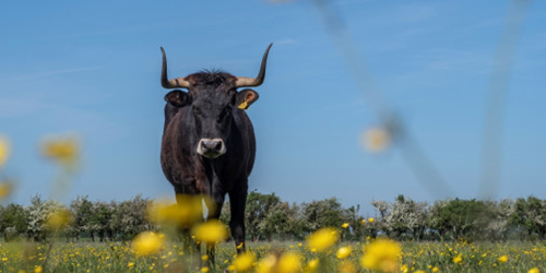 Tauros - Fotograaf: James van Leuven