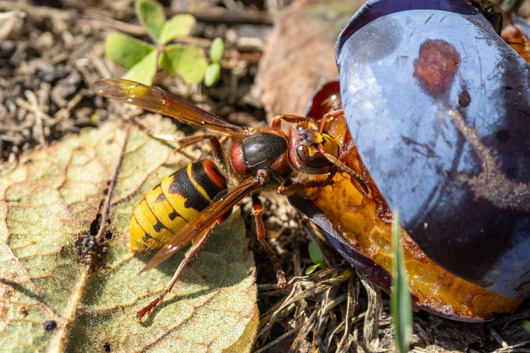 Europese Hoornaar - Bart Heijne