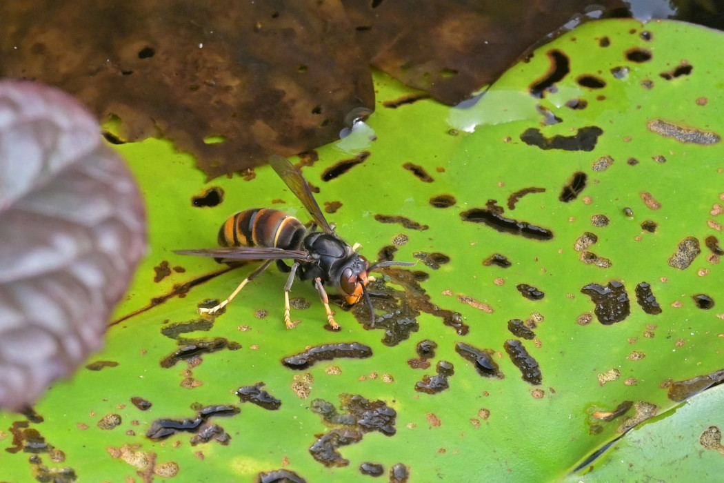 Aziatische hoornaar - Tom Heijnen