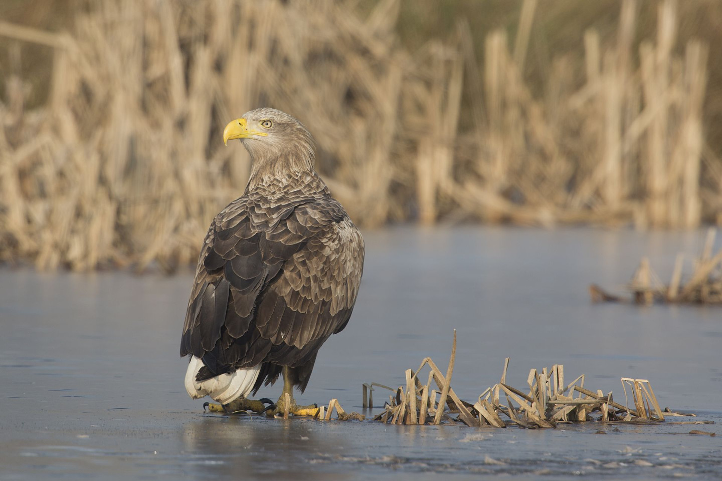 Zeearend in Markiezaatsmeer Harry Fiolet