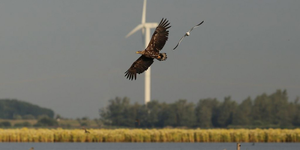 Zeearend vliegt boven Markiezaatsmeer - Erik de Jonge