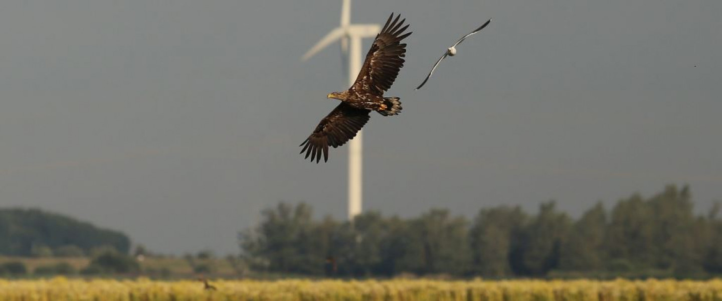 Zeearend vliegt boven Markiezaatsmeer - Erik de Jonge