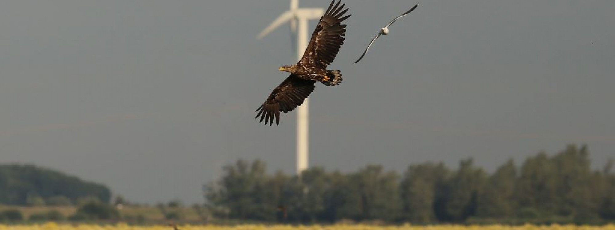 Zeearend vliegt boven Markiezaatsmeer - Erik de Jonge