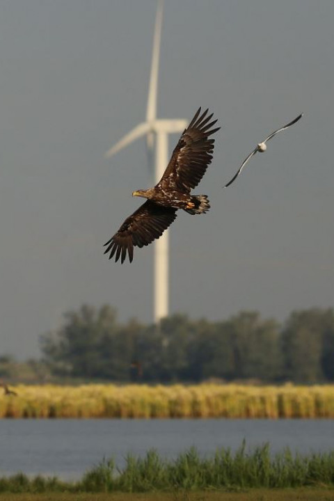 Zeearend vliegt boven Markiezaatsmeer - Erik de Jonge