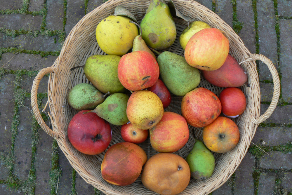 fruitmand foto Jeanne van den Boom