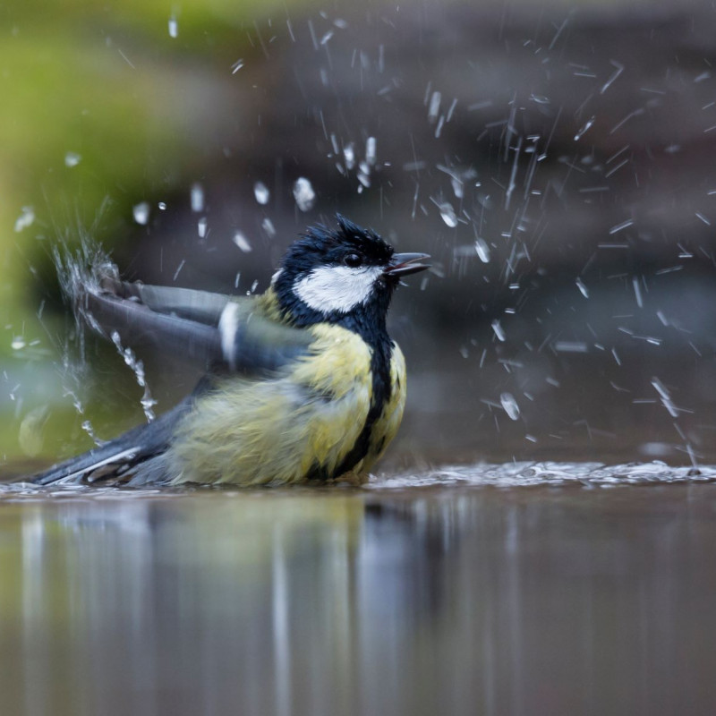 Koolmees aan het badderen - Shutterstock