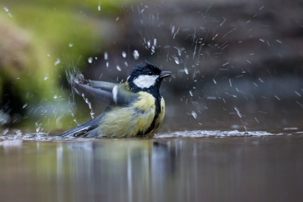 Koolmees aan het badderen - Shutterstock