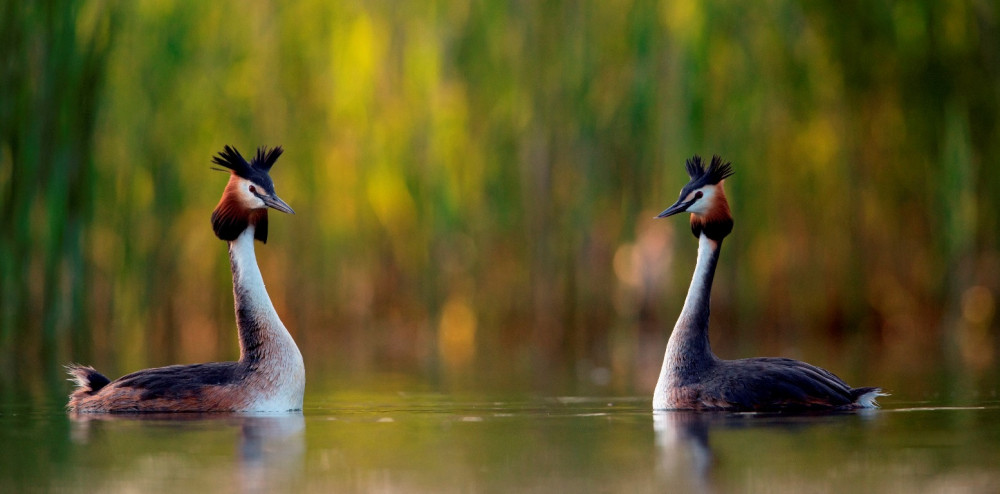 Futen op het water - David Pattyn