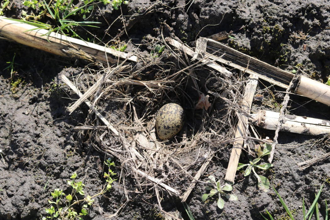 Nestje met eerste kievitsei van Brabant