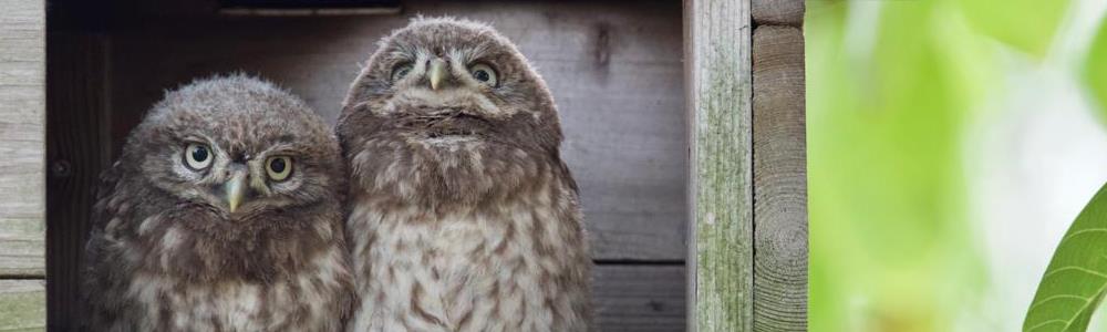 Jonge steenuilen in nestkast