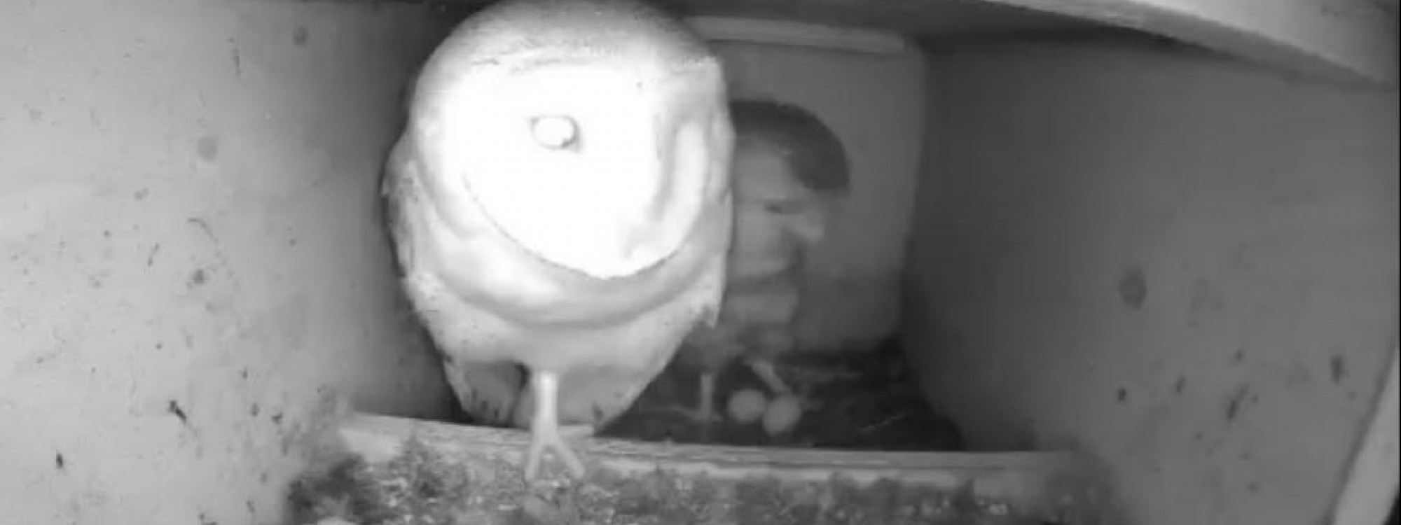Tweede ei bij kantooruilen in Haaren