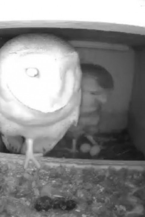 Tweede ei bij kantooruilen in Haaren
