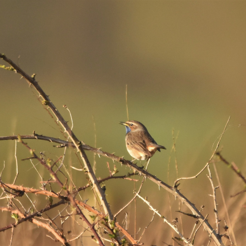 Blauwborst