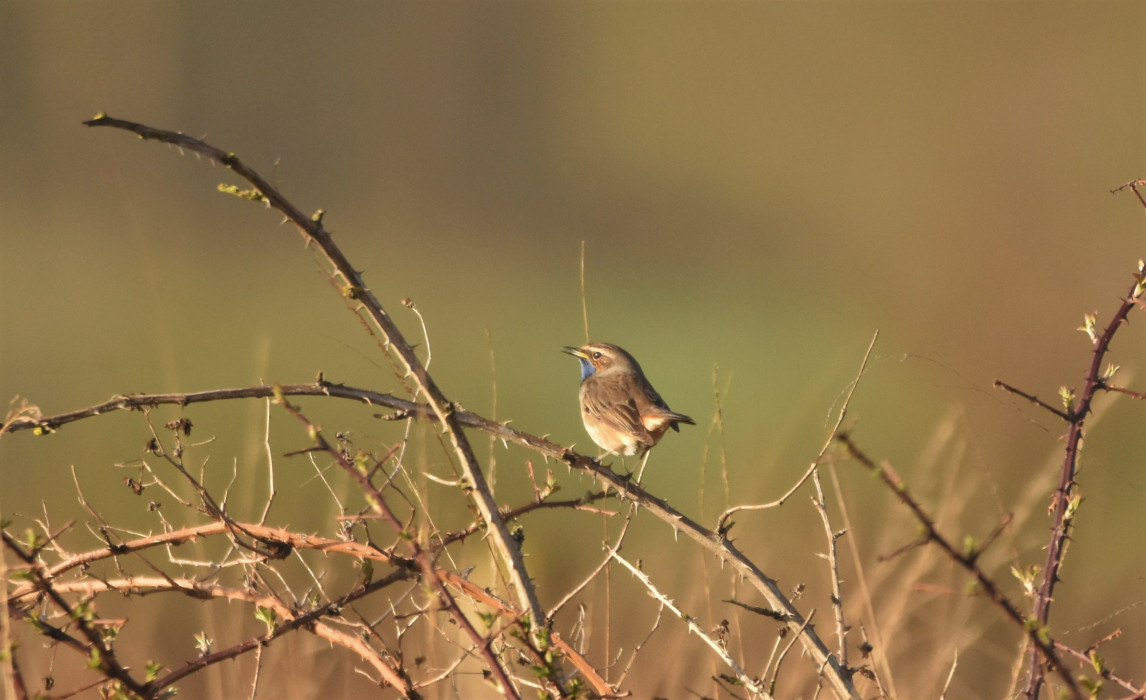 Blauwborst