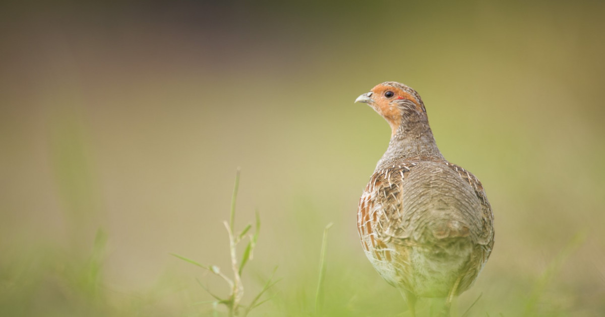 Interreg PARTRIDGE » Brabantslandschap.nl