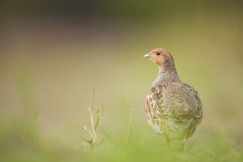 Partridge patrijs MarijnHeuts