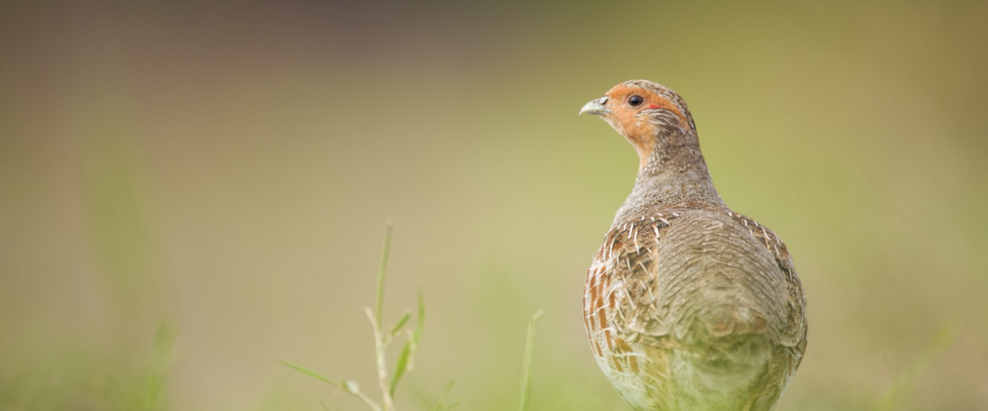 Partridge patrijs MarijnHeuts