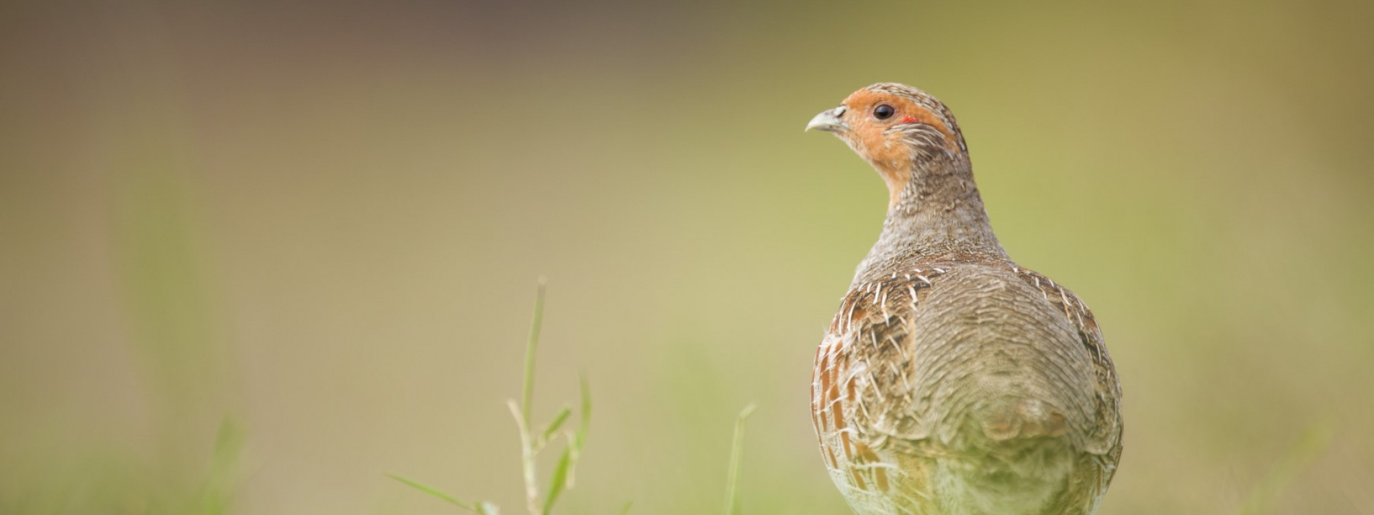 Partridge patrijs MarijnHeuts
