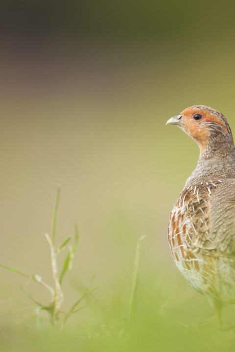 Partridge patrijs MarijnHeuts