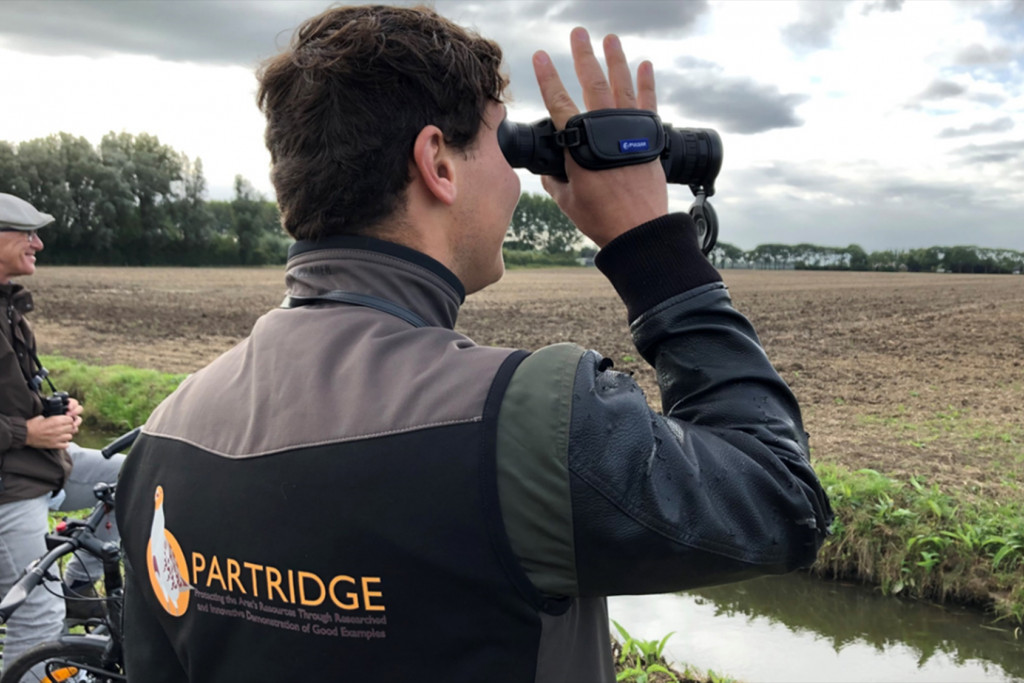 Partridge