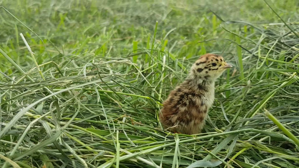 Patrijskuikens zijn de eerste 2-3 weken volledig afhankelijk van insecten als voedsel