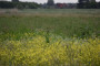 roodborsttapuit op kaardbol partridge