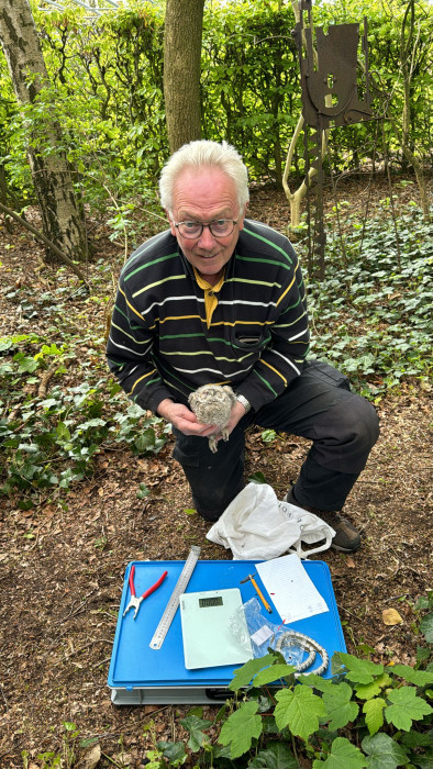 Gerard Panken met een steenuilkuiken