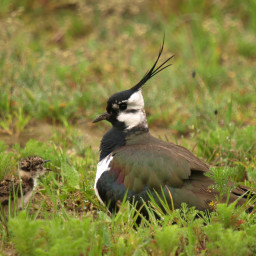 Kievit met Jong op perceel met braak