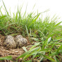 Kievitseieren in gras - Marco Renes