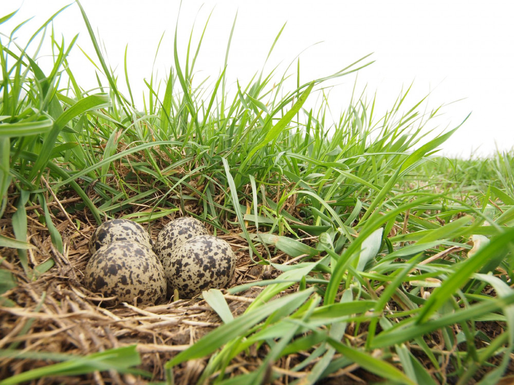 Kievitseieren in gras - Marco Renes