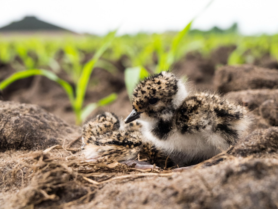 Kievit_jong - Marco Renes