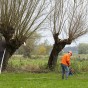 Wilgen knotten - Henk Pijnenburg