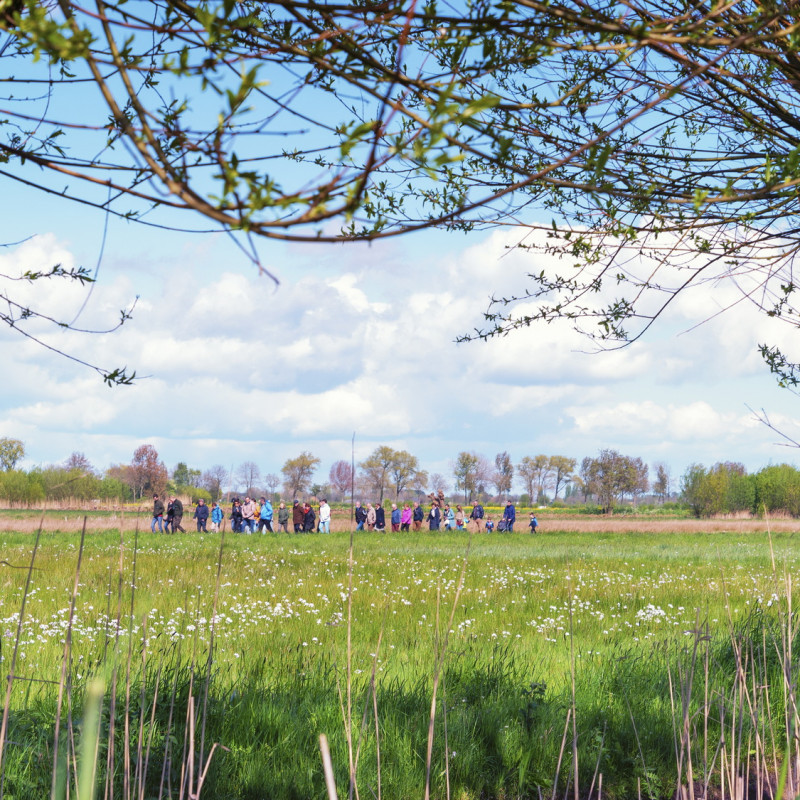 Knotwilgen met vrijwilligers op achtergrond